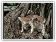 Baby goats along the trek