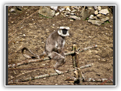 Hanuman Langur in Shyo