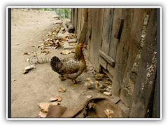 Hen with her family along the way