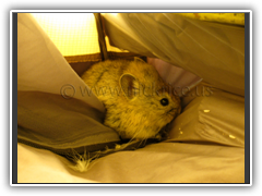 Pika mouse in Nick's Base Camp tent