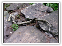 Snakes along the trek near Philim