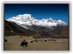 Yaks grazing close to Sama Gaon